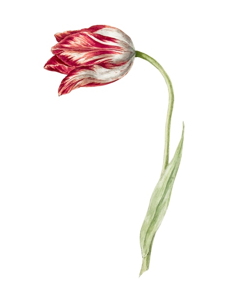 Free vector pink tulip by jean bernard