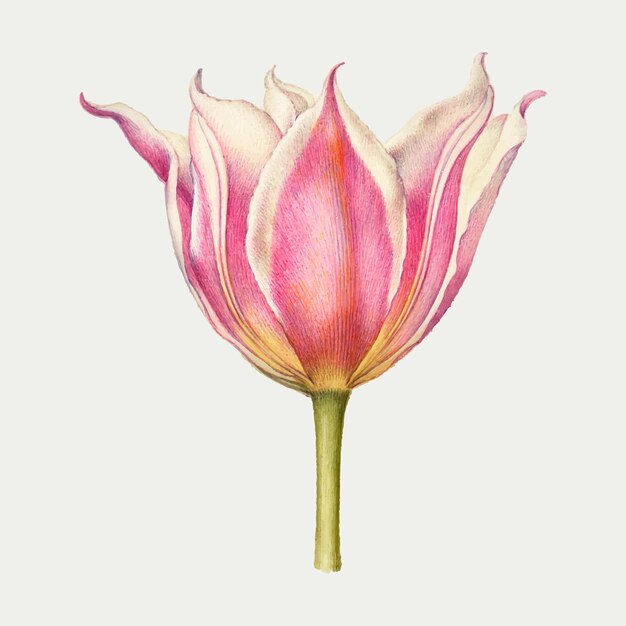 Pink tulip flower  hand drawn