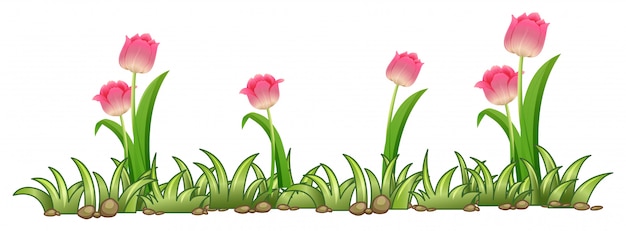 Pink tulip garden on white background