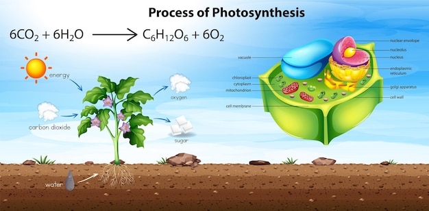 Plant cell anatomy structure