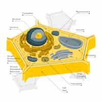 Vettore gratuito illustrazione del concetto di cellula vegetale