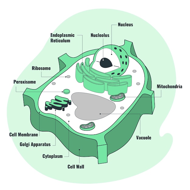 植物細胞の概念図