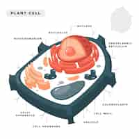 無料ベクター 植物細胞の概念図