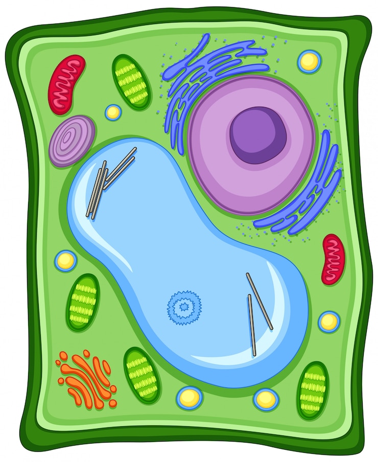 Free Vector plant cell with cell membrane
