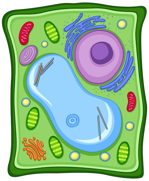 Растительная клетка с клеточной мембраной