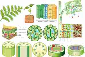 Free vector plant cohesion vascular tissue xylem and phloem