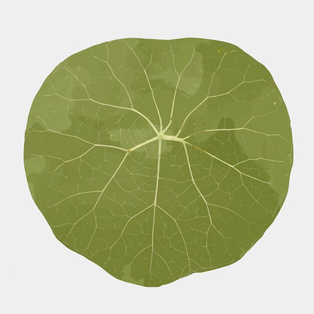Plant leaf element vector Stephania suberosa