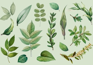 leaf vectors