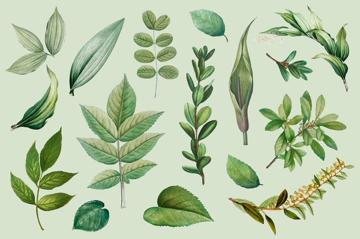 無料Vector 植物の葉のコレクション