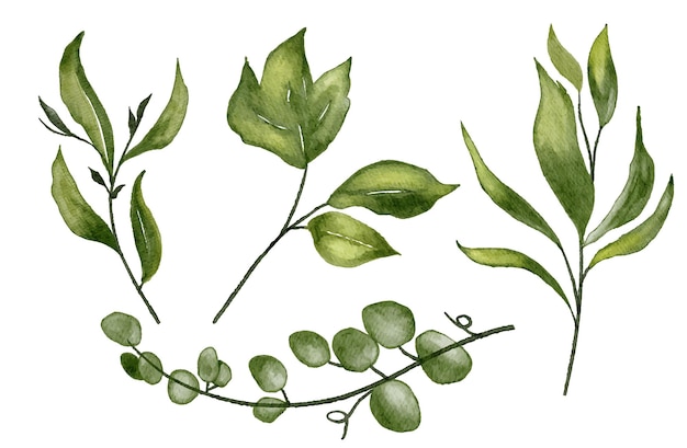 plant leaves set