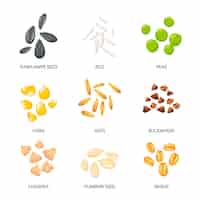 무료 벡터 식물 씨앗, 시리얼 곡물 세트. 비문이 있는 컬렉션 삽화