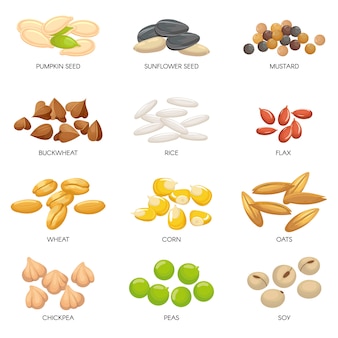 Plant seeds. cereals grains, chickpeas nuts and cellulose grain. nut and seed isolated cartoon  illustration