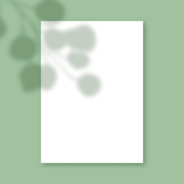 Free vector plant shadow on a blank white paper background