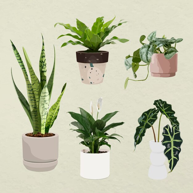 Plant vector art, Houseplant set in flower pots