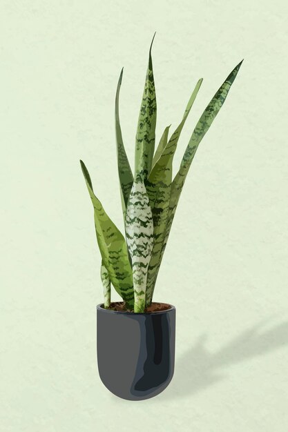 植物ベクトル画像、ヘビ植物鉢植えの家の室内装飾