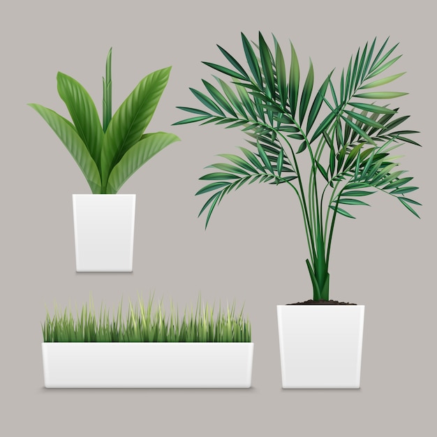 plants potted in container for use indoors as houseplant and decoration