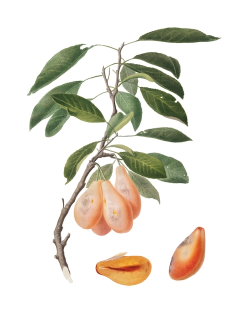 Plum from Pomona Italiana illustration