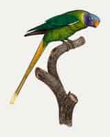 Free vector plum-headed parakeet