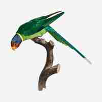 Free vector plum-headed parakeet