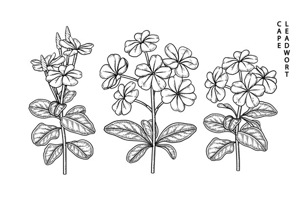 Plumbago auriculata（Cape Leadwort）花手描きの植物画。