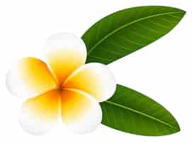 Free vector plumeria flower with two leaves