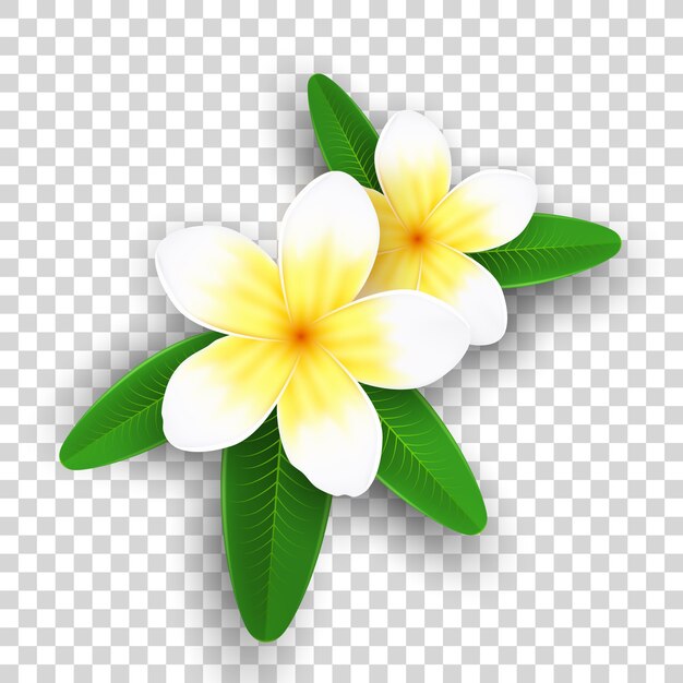 プルメリアの花が透明な背景に分離されました 現実的な熱帯の花 プレミアムベクター