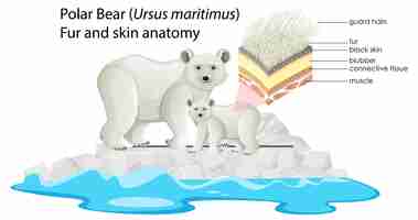 Free vector polar bear fur and skin anatomy