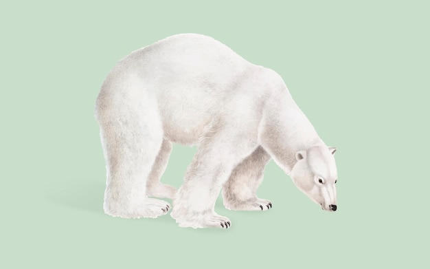 Polar Bear illustration