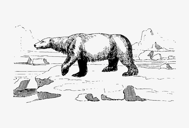 Polar bear vintage drawing