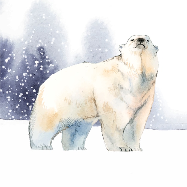 Polar bear