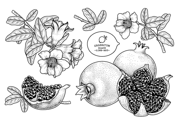 Плоды граната рисованной ретро иллюстрации