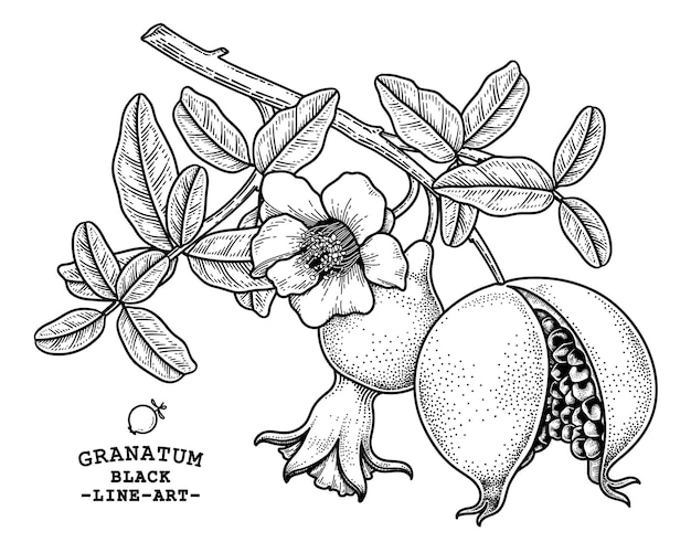 Pomegranate fruit hand drawn retro illustration