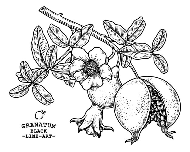 Pomegranate fruit hand drawn retro illustration