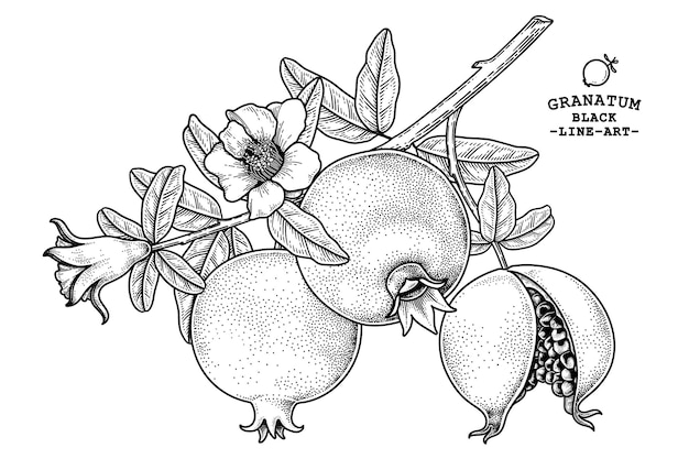 Retro illustrazione disegnata a mano della frutta del melograno