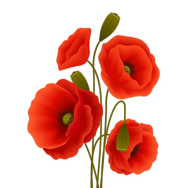 Poppy flower poster