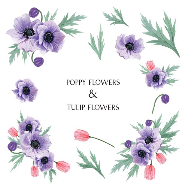 Popy and Tulips flowers watercolor bouquets  botanical flowers illustration 