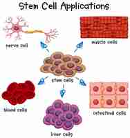 Free vector poster showing different stem cell applications