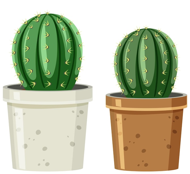 Pot of cactus on white background