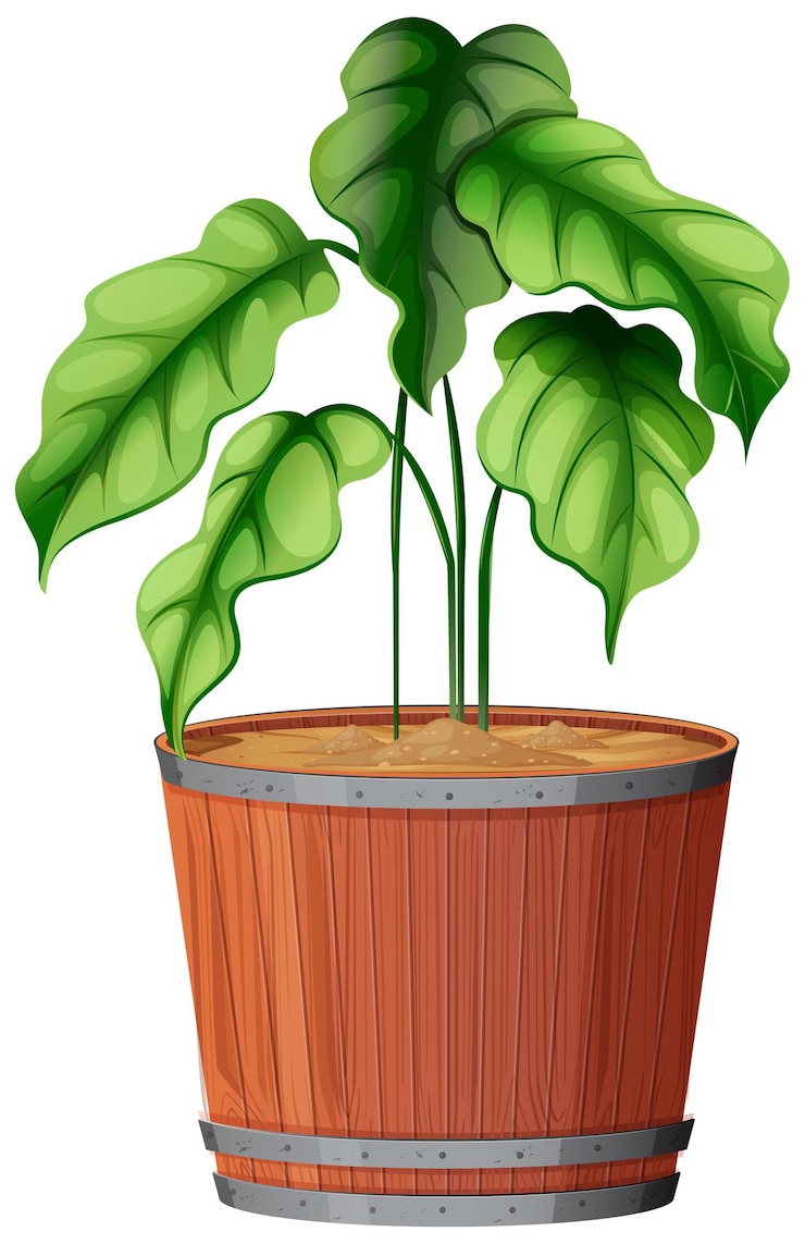 मुफ़्त वेक्टर pot plant with green leaves on an isolated white background