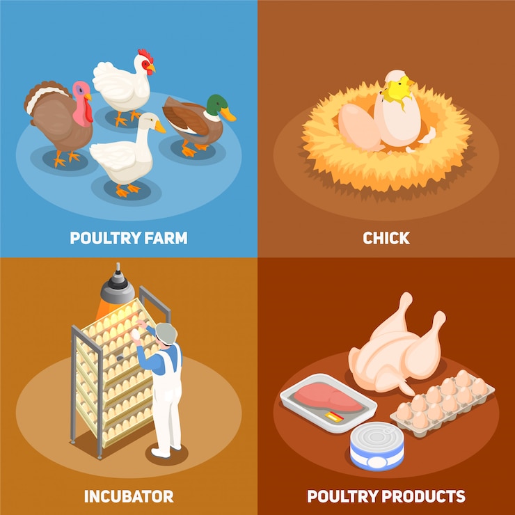 Free Vector poultry concept set of chick in nest poultry farm incubator and poultry products square icons isometric