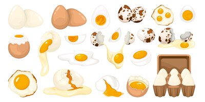 Poultry eggs set of whole cracked row and fried eggs of chicken and quail isolated on white background vector illustration