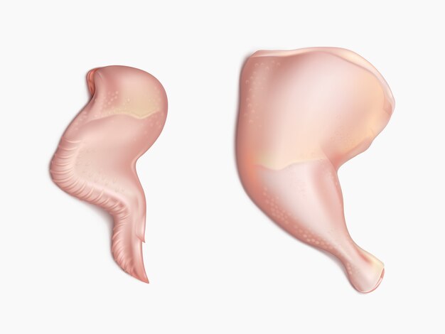 가금류 생고기 조각