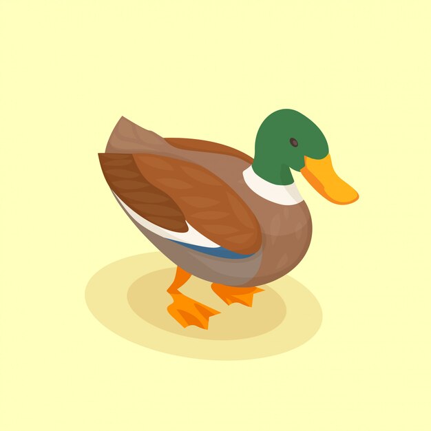 Poultry with colored duck isometric icon in cartoon style on yellow