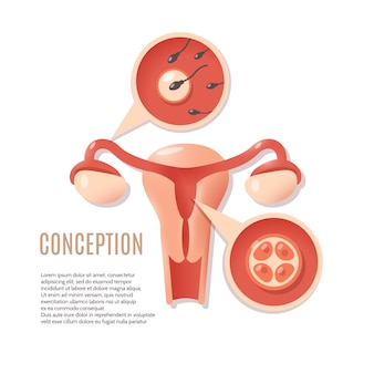 Pregnancy conception icon