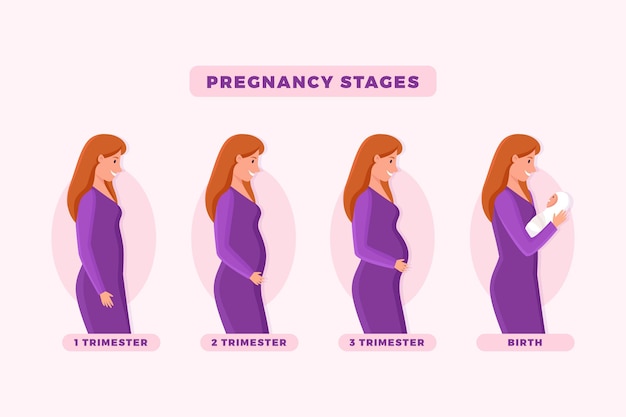 Free vector pregnancy stages illustrated