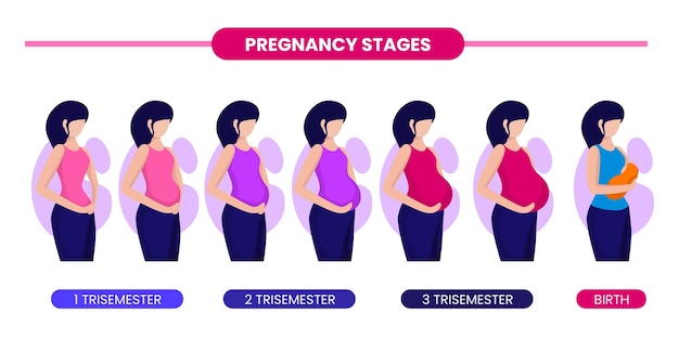 Pregnancy stages illustration concept