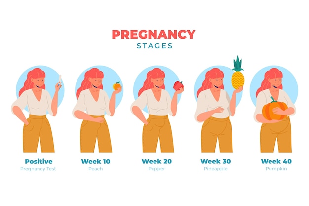 Иллюстрация этапов беременности