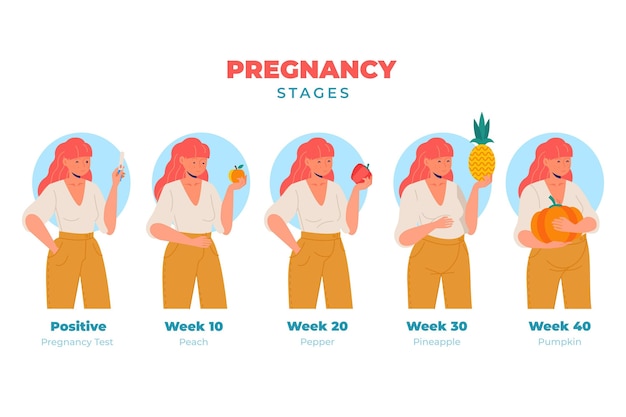 Pregnancy stages illustration