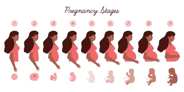 Pregnancy stages illustrations