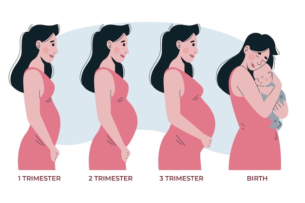 Pregnancy Stages